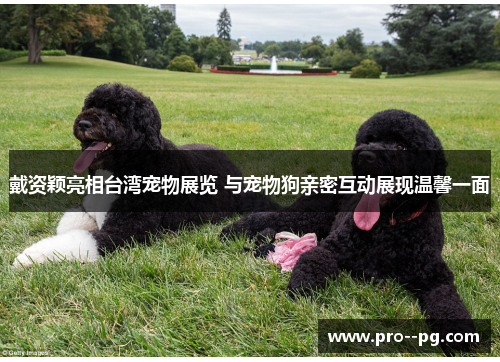 戴资颖亮相台湾宠物展览 与宠物狗亲密互动展现温馨一面